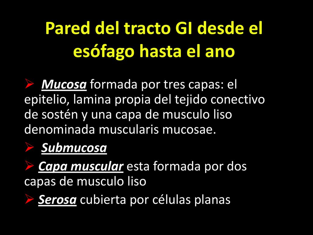 Pared del tracto GI desde el esófago hasta el ano