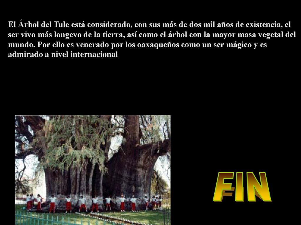 El Árbol del Tule está considerado, con sus más de dos mil años de existencia, el ser vivo más longevo de la tierra, así como el árbol con la mayor masa vegetal del mundo. Por ello es venerado por los oaxaqueños como un ser mágico y es admirado a nivel internacional