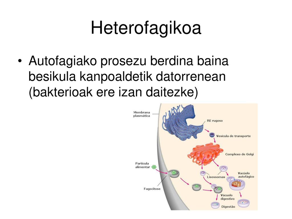 Heterofagikoa Autofagiako prosezu berdina baina besikula kanpoaldetik datorrenean (bakterioak ere izan daitezke)