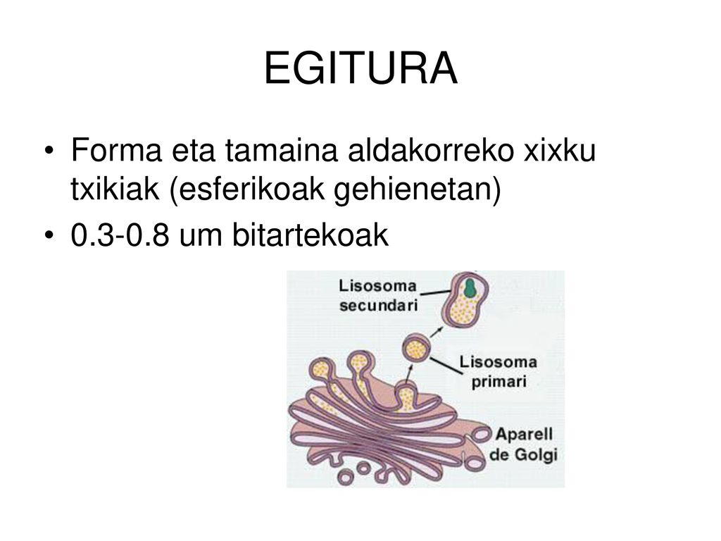 EGITURA Forma eta tamaina aldakorreko xixku txikiak (esferikoak gehienetan) um bitartekoak