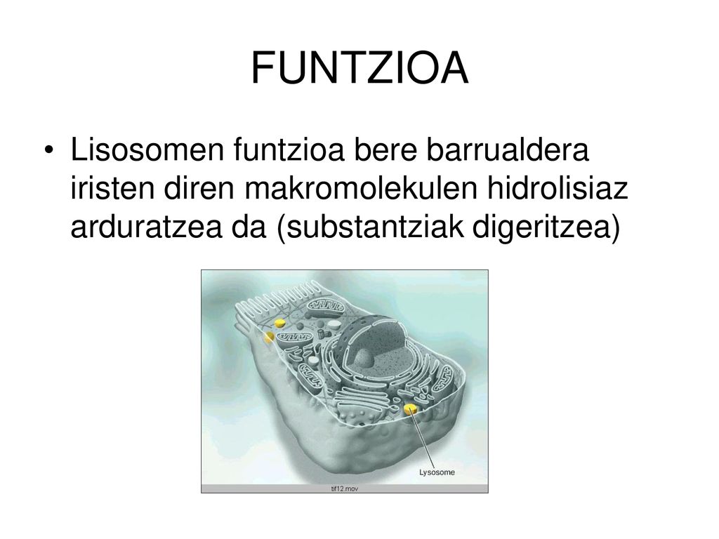 FUNTZIOA Lisosomen funtzioa bere barrualdera iristen diren makromolekulen hidrolisiaz arduratzea da (substantziak digeritzea)