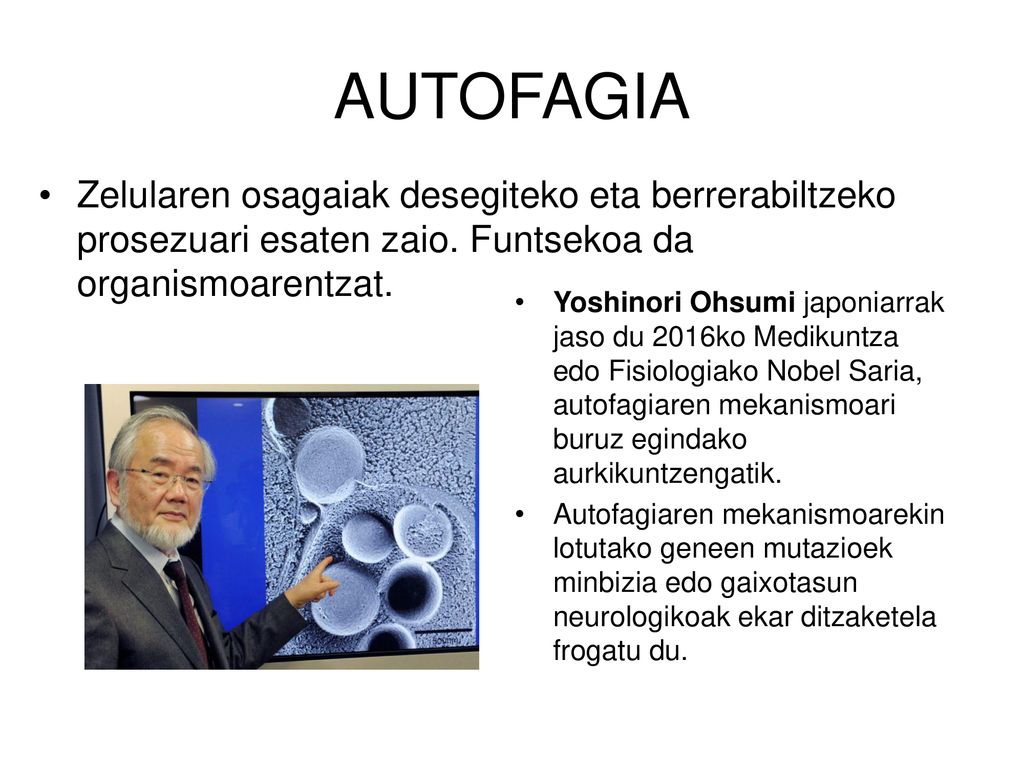 AUTOFAGIA Zelularen osagaiak desegiteko eta berrerabiltzeko prosezuari esaten zaio. Funtsekoa da organismoarentzat.