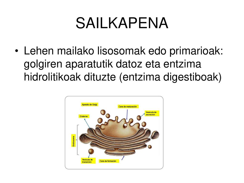 SAILKAPENA Lehen mailako lisosomak edo primarioak: golgiren aparatutik datoz eta entzima hidrolitikoak dituzte (entzima digestiboak)