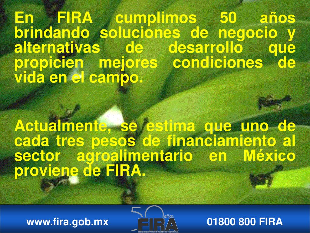 En FIRA cumplimos 50 años brindando soluciones de negocio y alternativas de desarrollo que propicien mejores condiciones de vida en el campo.