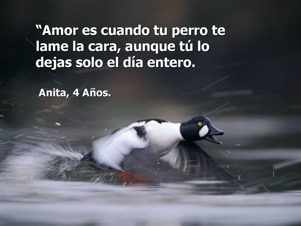 Amor es cuando tu perro te lame la cara, aunque tú lo dejas solo el día entero.