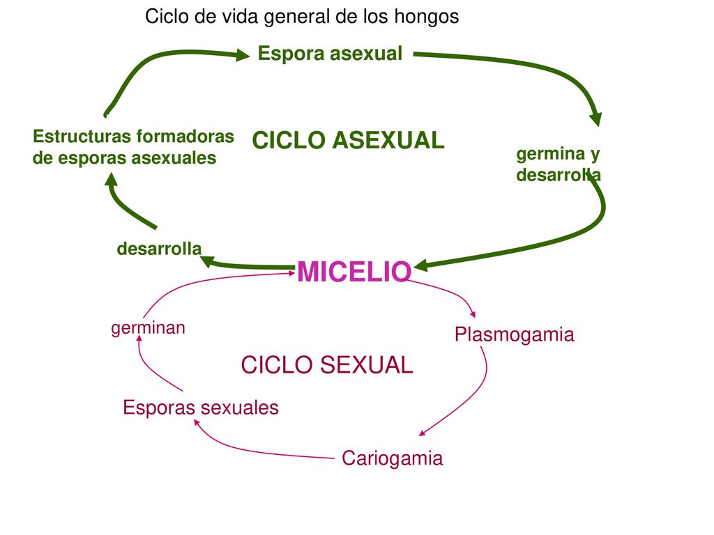 MICELIO CICLO ASEXUAL CICLO SEXUAL Ciclo de vida general de los hongos