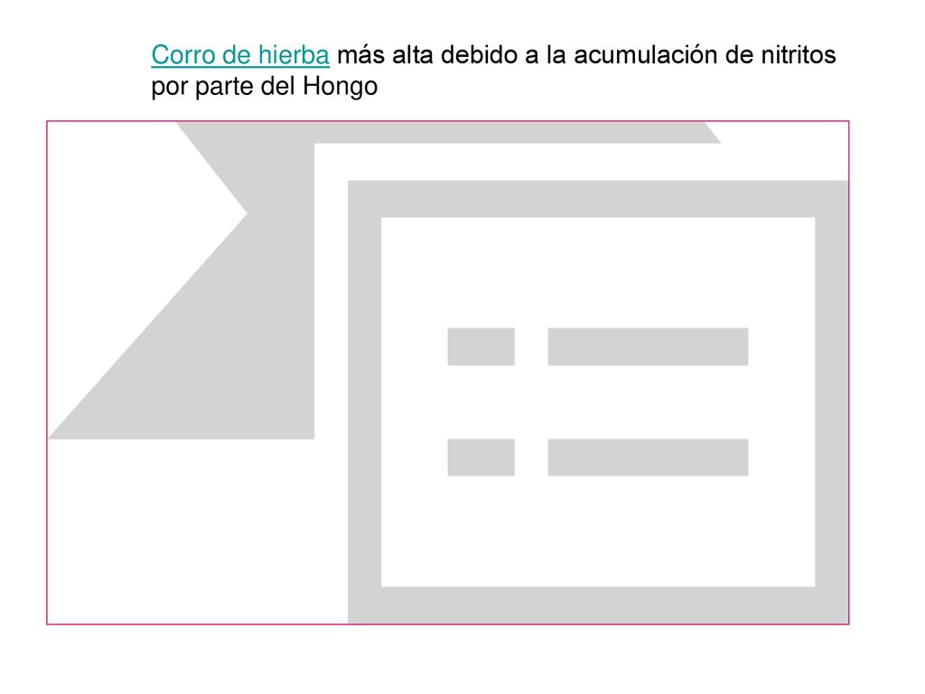 Corro de hierba más alta debido a la acumulación de nitritos por parte del Hongo