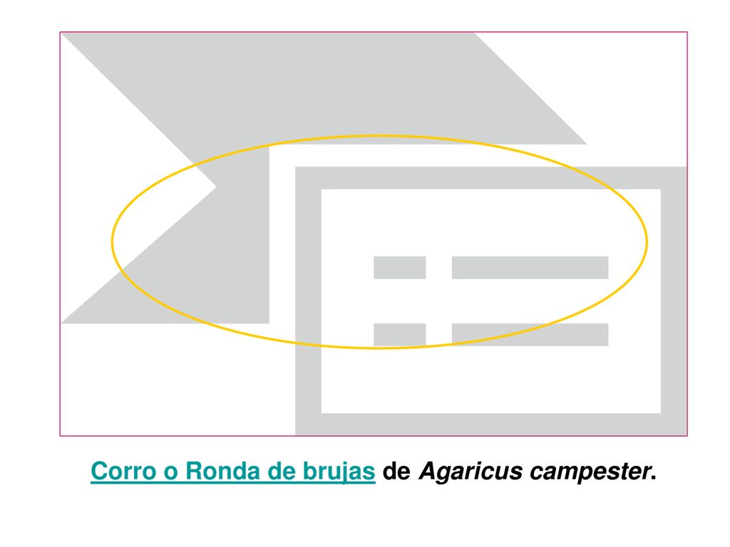 Corro o Ronda de brujas de Agaricus campester.