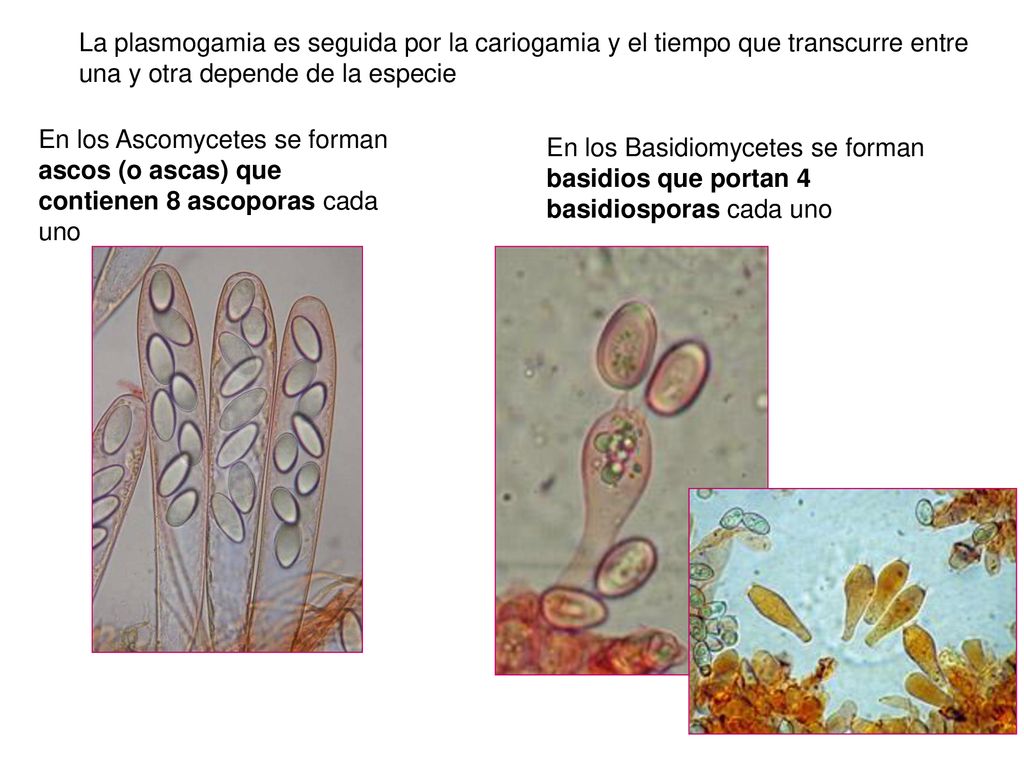 La plasmogamia es seguida por la cariogamia y el tiempo que transcurre entre una y otra depende de la especie