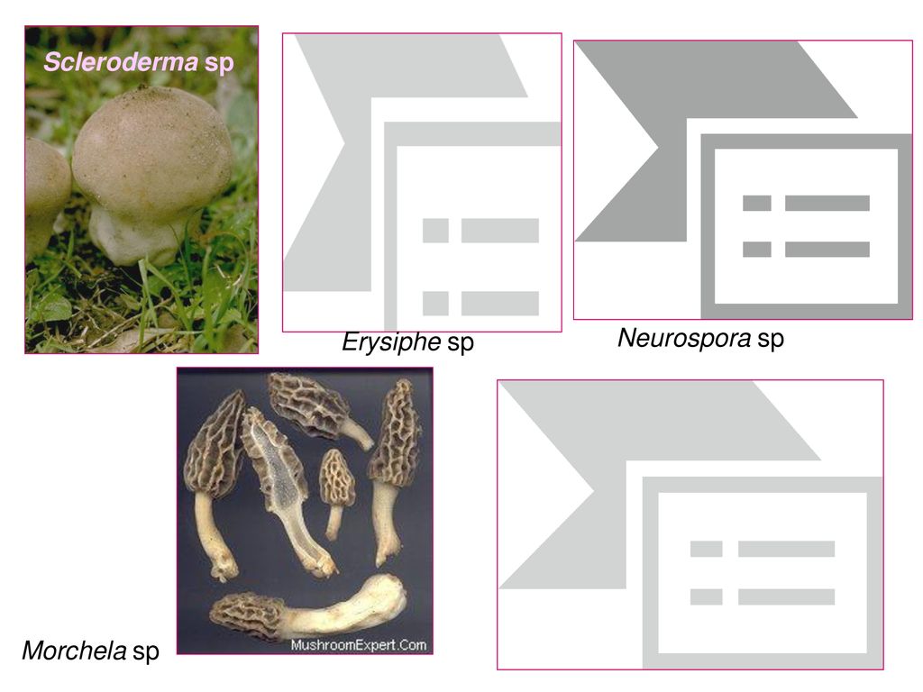 Scleroderma sp Erysiphe sp Neurospora sp Morchela sp