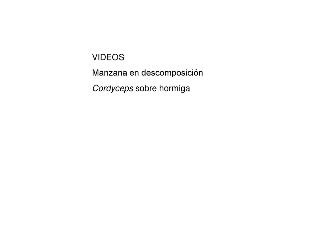 VIDEOS Manzana en descomposición Cordyceps sobre hormiga