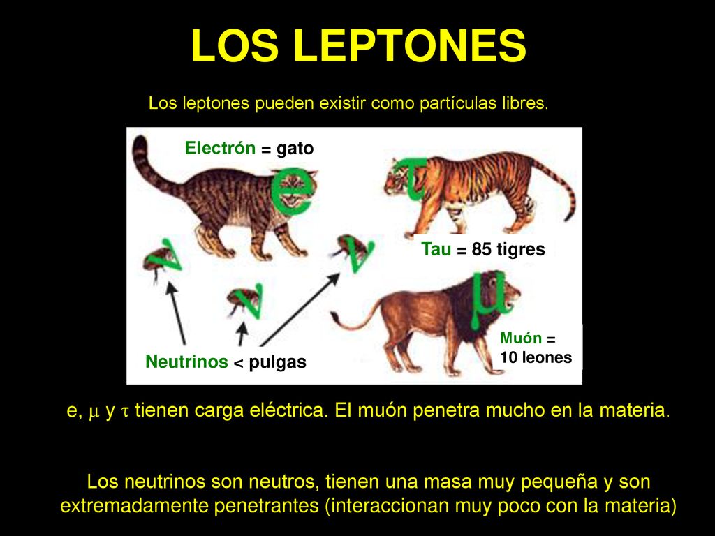 LOS LEPTONES Los leptones pueden existir como partículas libres. Electrón = gato. Tau = 85 tigres.