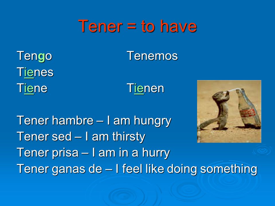 Tener = to have Tengo Tenemos Tienes Tiene Tienen
