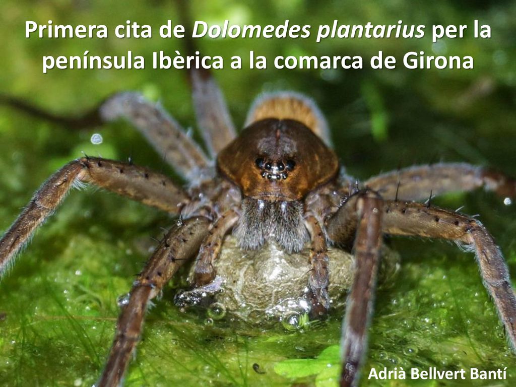 Primera cita de Dolomedes plantarius per la península Ibèrica a la comarca de Girona