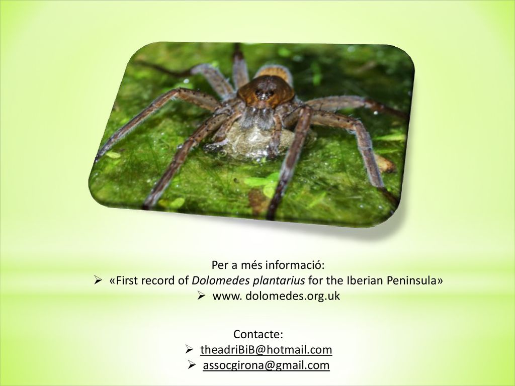 «First record of Dolomedes plantarius for the Iberian Peninsula»