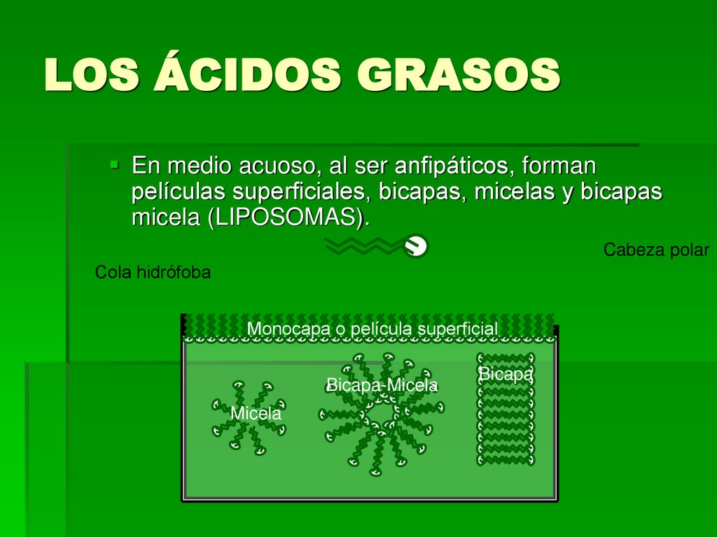 LOS ÁCIDOS GRASOS En medio acuoso, al ser anfipáticos, forman películas superficiales, bicapas, micelas y bicapas micela (LIPOSOMAS).