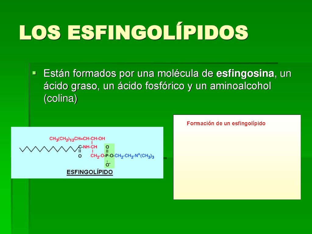 LOS ESFINGOLÍPIDOS Están formados por una molécula de esfingosina, un ácido graso, un ácido fosfórico y un aminoalcohol (colina)