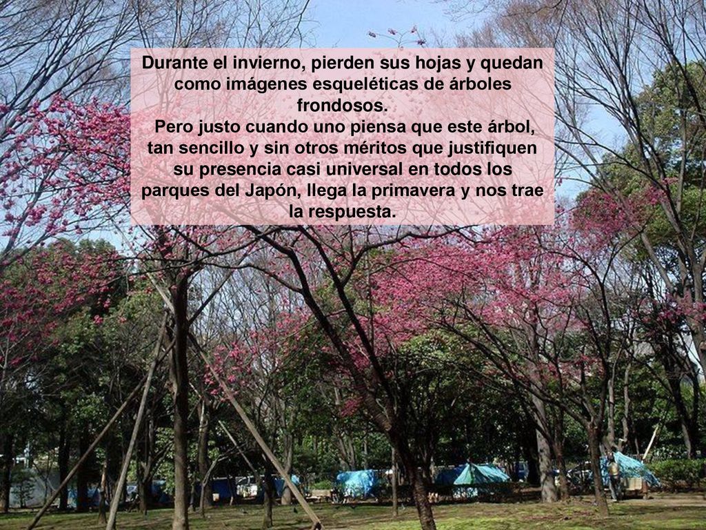 Durante el invierno, pierden sus hojas y quedan como imágenes esqueléticas de árboles frondosos.