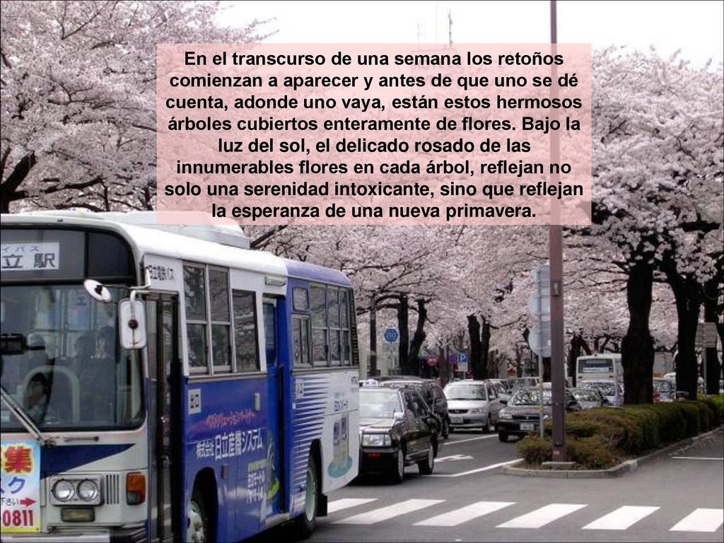 En el transcurso de una semana los retoños comienzan a aparecer y antes de que uno se dé cuenta, adonde uno vaya, están estos hermosos árboles cubiertos enteramente de flores.