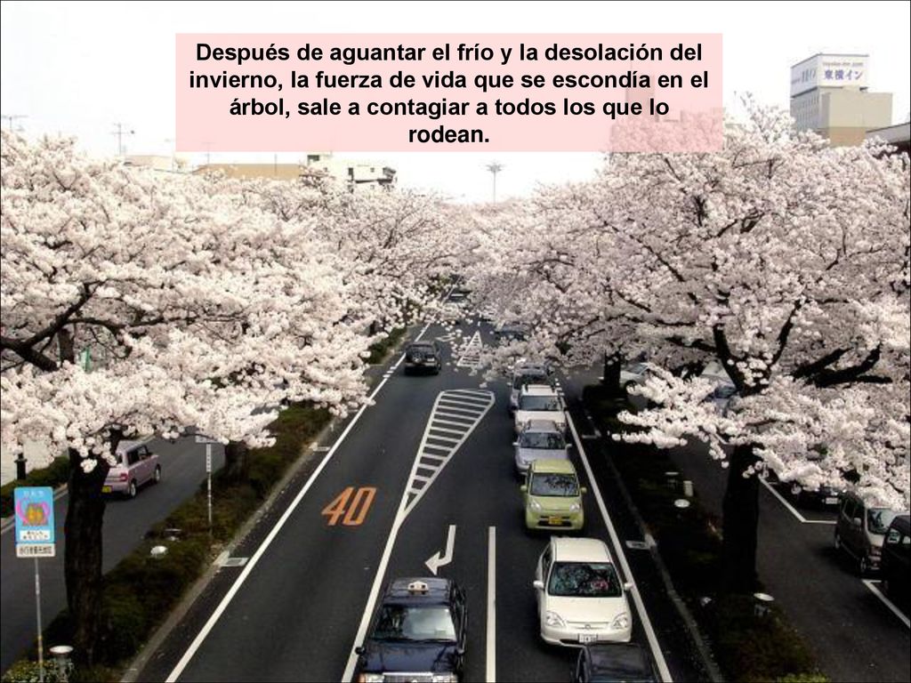 Después de aguantar el frío y la desolación del invierno, la fuerza de vida que se escondía en el árbol, sale a contagiar a todos los que lo rodean.
