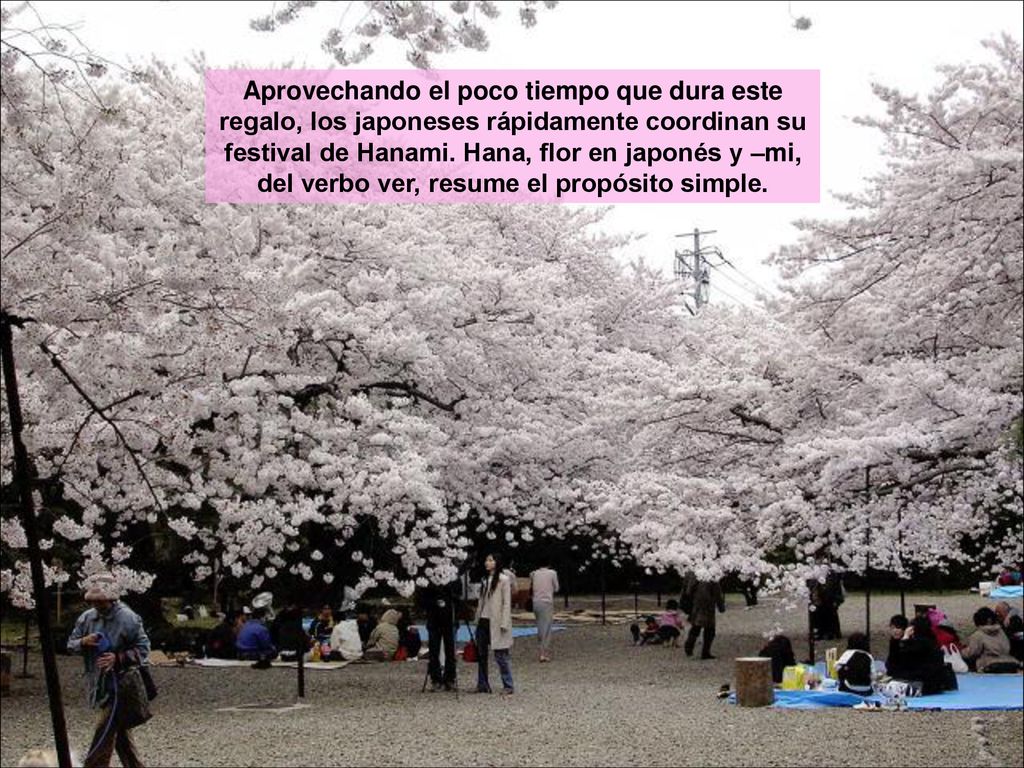 Aprovechando el poco tiempo que dura este regalo, los japoneses rápidamente coordinan su festival de Hanami.