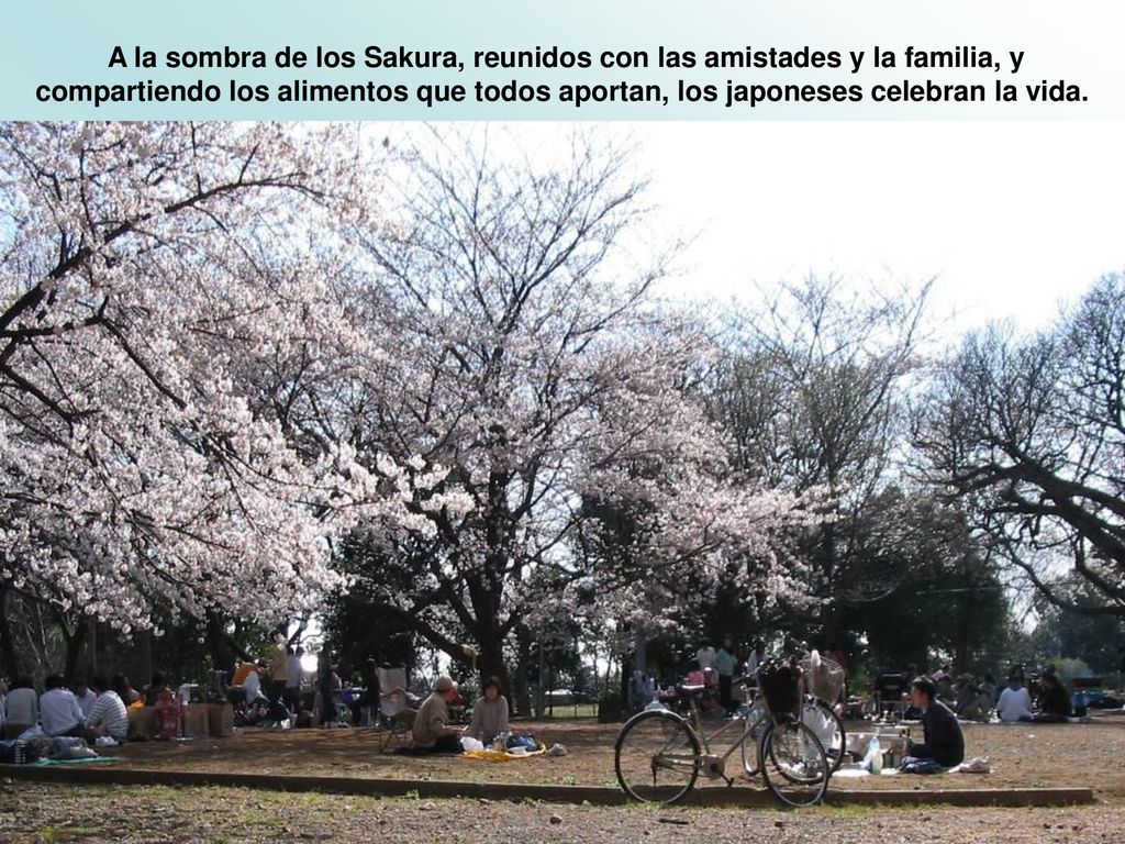 A la sombra de los Sakura, reunidos con las amistades y la familia, y compartiendo los alimentos que todos aportan, los japoneses celebran la vida.