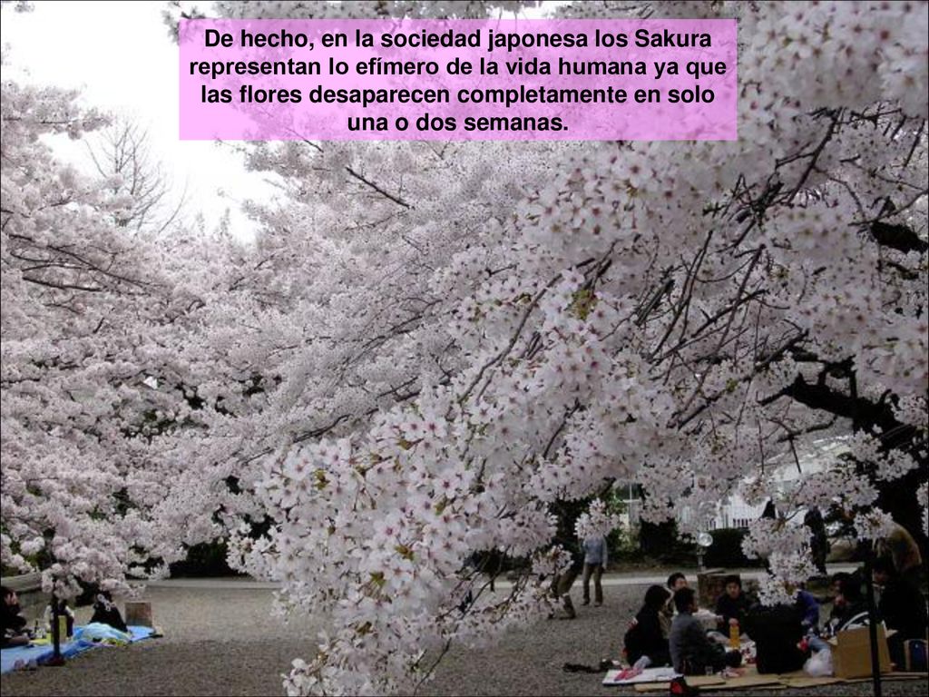 De hecho, en la sociedad japonesa los Sakura representan lo efímero de la vida humana ya que las flores desaparecen completamente en solo una o dos semanas.