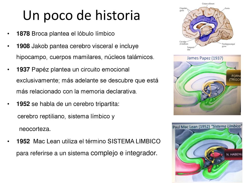 Un poco de historia 1878 Broca plantea el lóbulo límbico