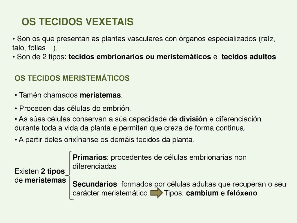 OS TECIDOS VEXETAIS Son os que presentan as plantas vasculares con órganos especializados (raíz, talo, follas…).