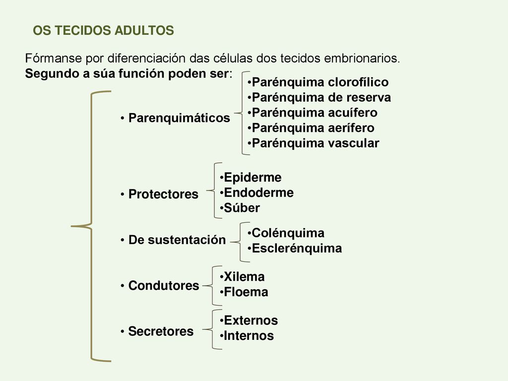 OS TECIDOS ADULTOS Fórmanse por diferenciación das células dos tecidos embrionarios. Segundo a súa función poden ser: