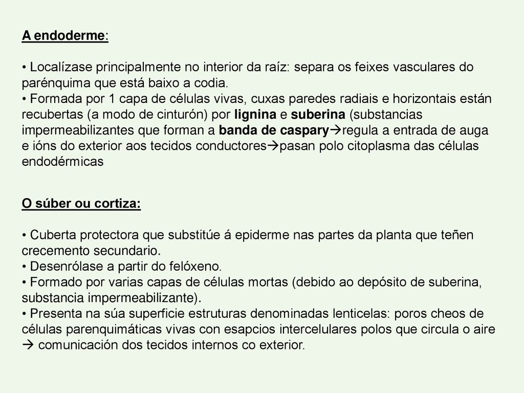 A endoderme: Localízase principalmente no interior da raíz: separa os feixes vasculares do parénquima que está baixo a codia.