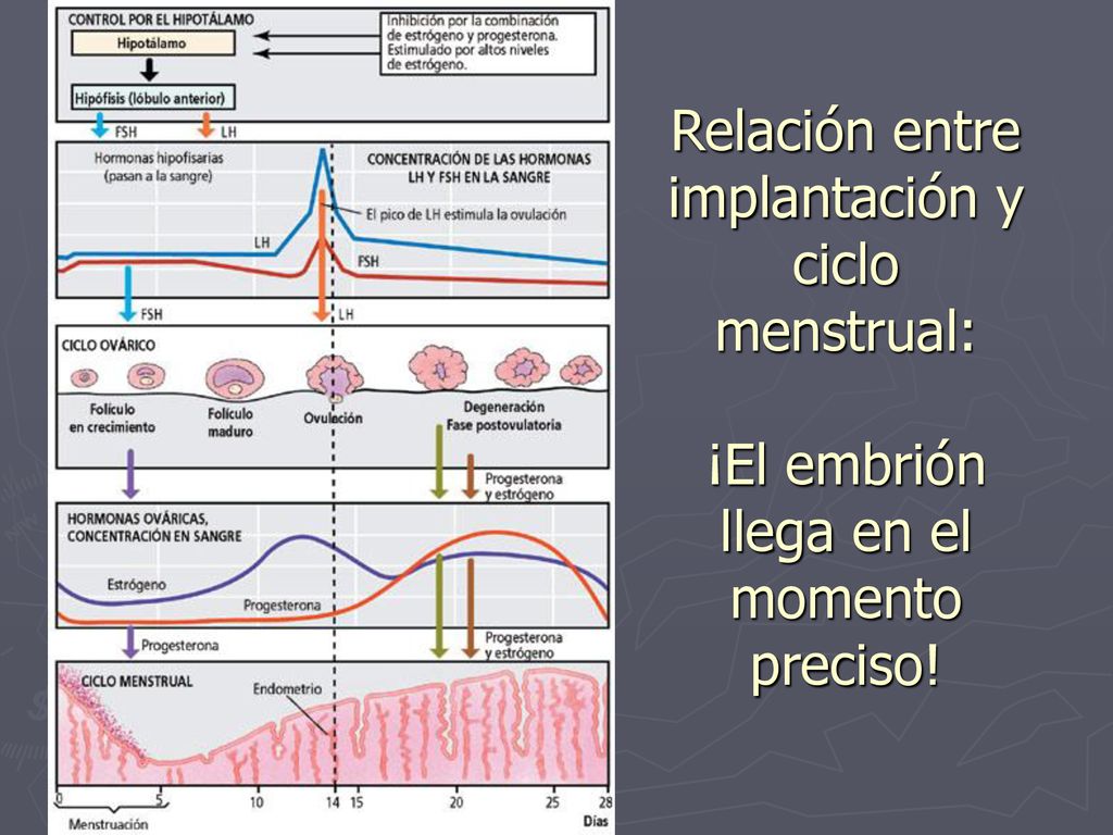 Relación entre implantación y ciclo menstrual: ¡El embrión llega en el momento preciso!