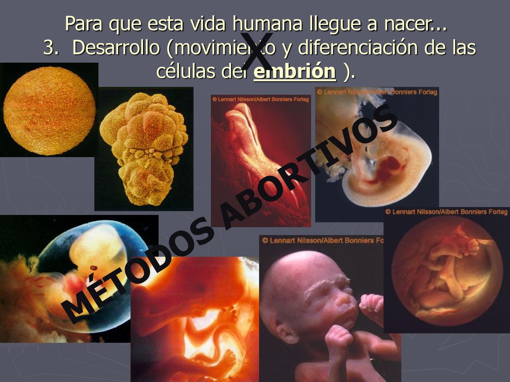 x Para que esta vida humana llegue a nacer Desarrollo (movimiento y diferenciación de las células del embrión ).