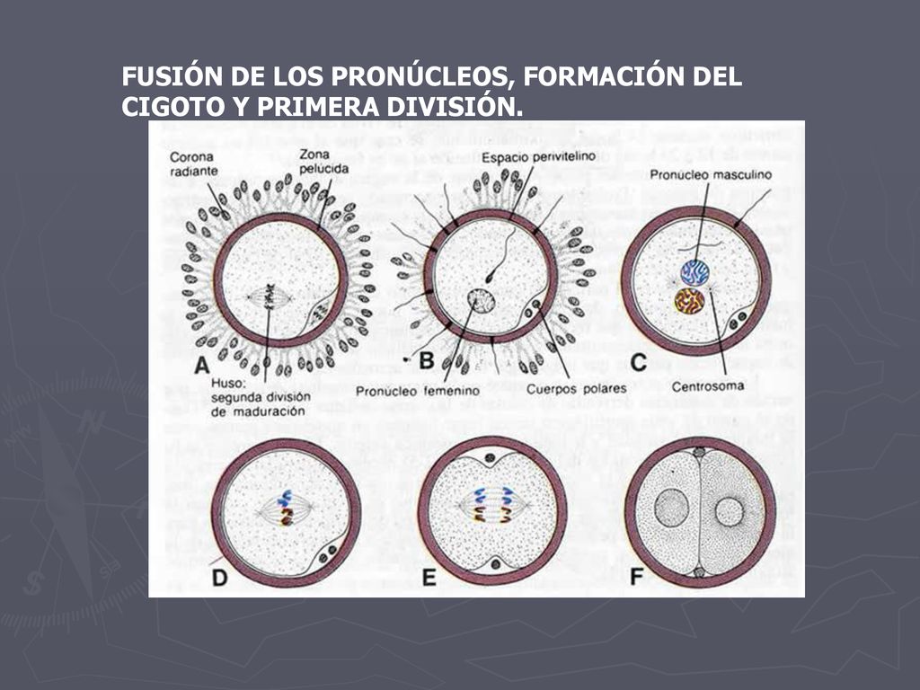 FUSIÓN DE LOS PRONÚCLEOS, FORMACIÓN DEL CIGOTO Y PRIMERA DIVISIÓN.