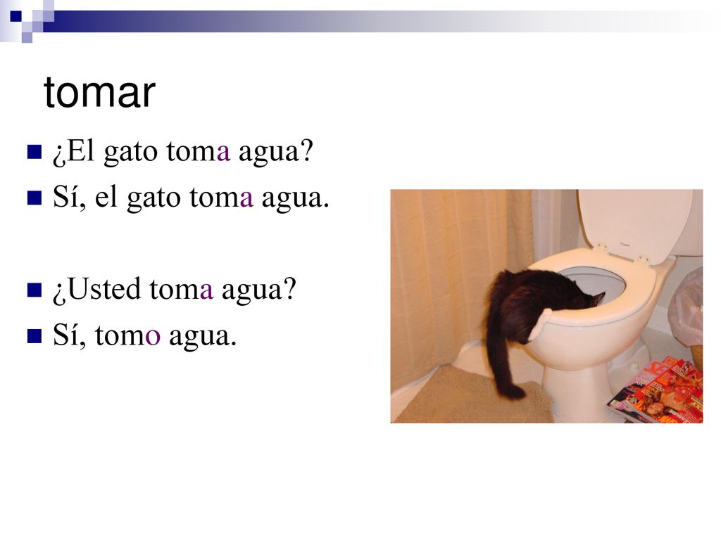 tomar ¿El gato toma agua Sí, el gato toma agua. ¿Usted toma agua