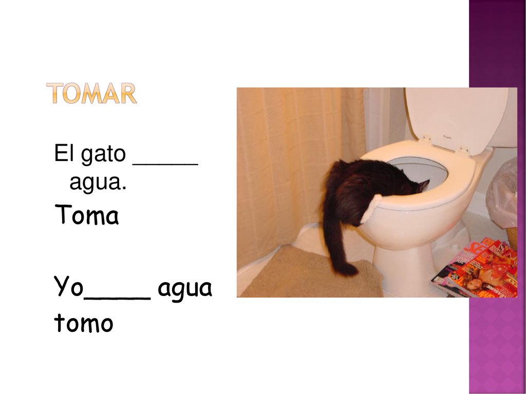 tomar El gato _____ agua. Toma Yo____ agua tomo