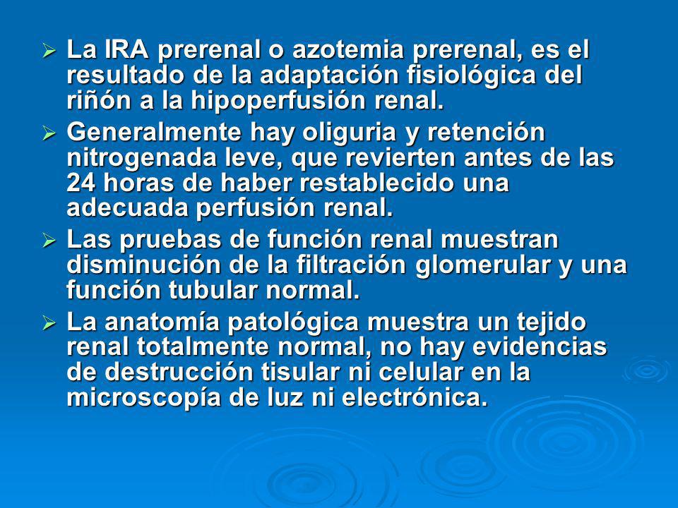 La IRA prerenal o azotemia prerenal, es el resultado de la adaptación fisiológica del riñón a la hipoperfusión renal.