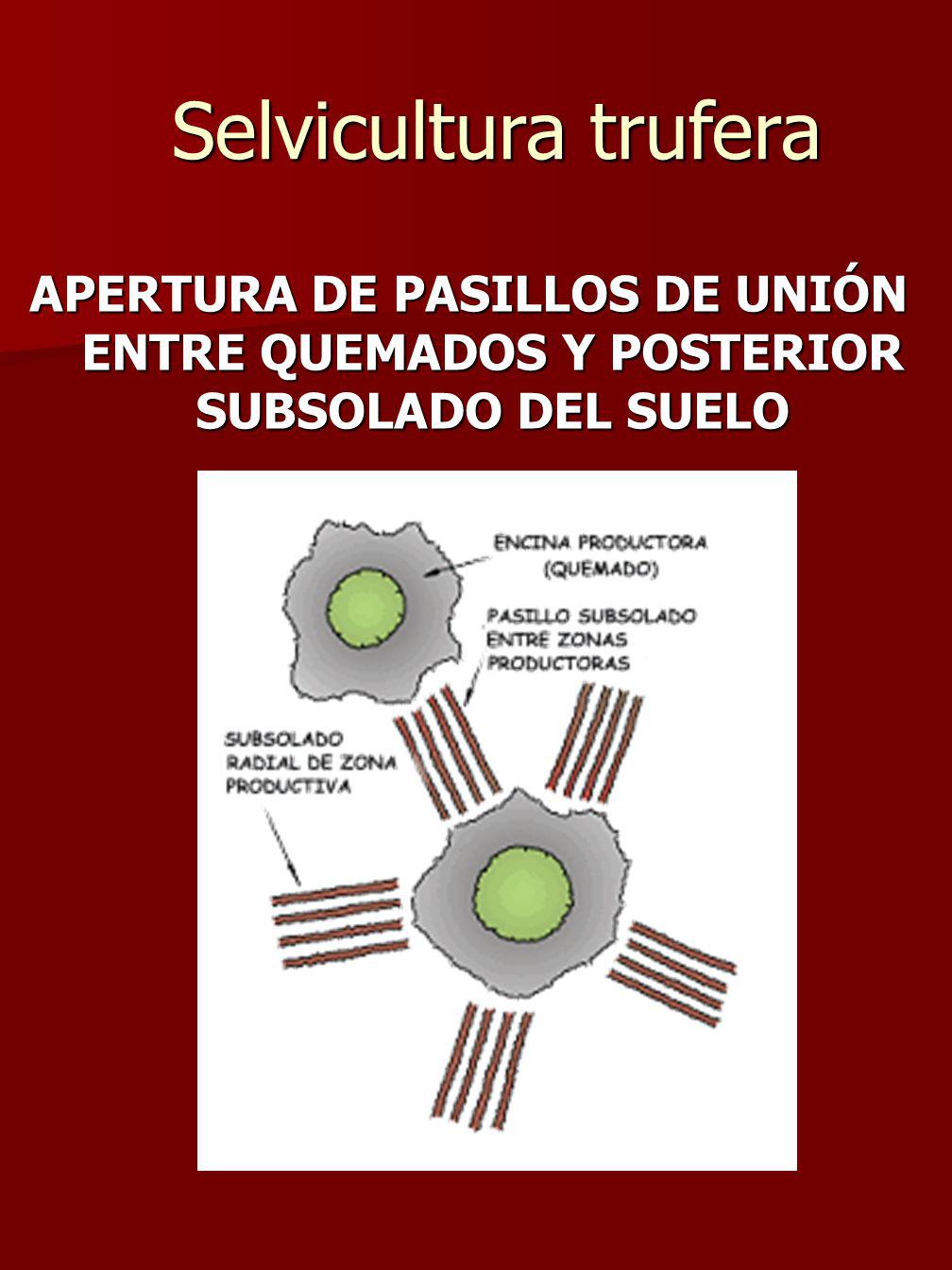Selvicultura trufera APERTURA DE PASILLOS DE UNIÓN ENTRE QUEMADOS Y POSTERIOR SUBSOLADO DEL SUELO