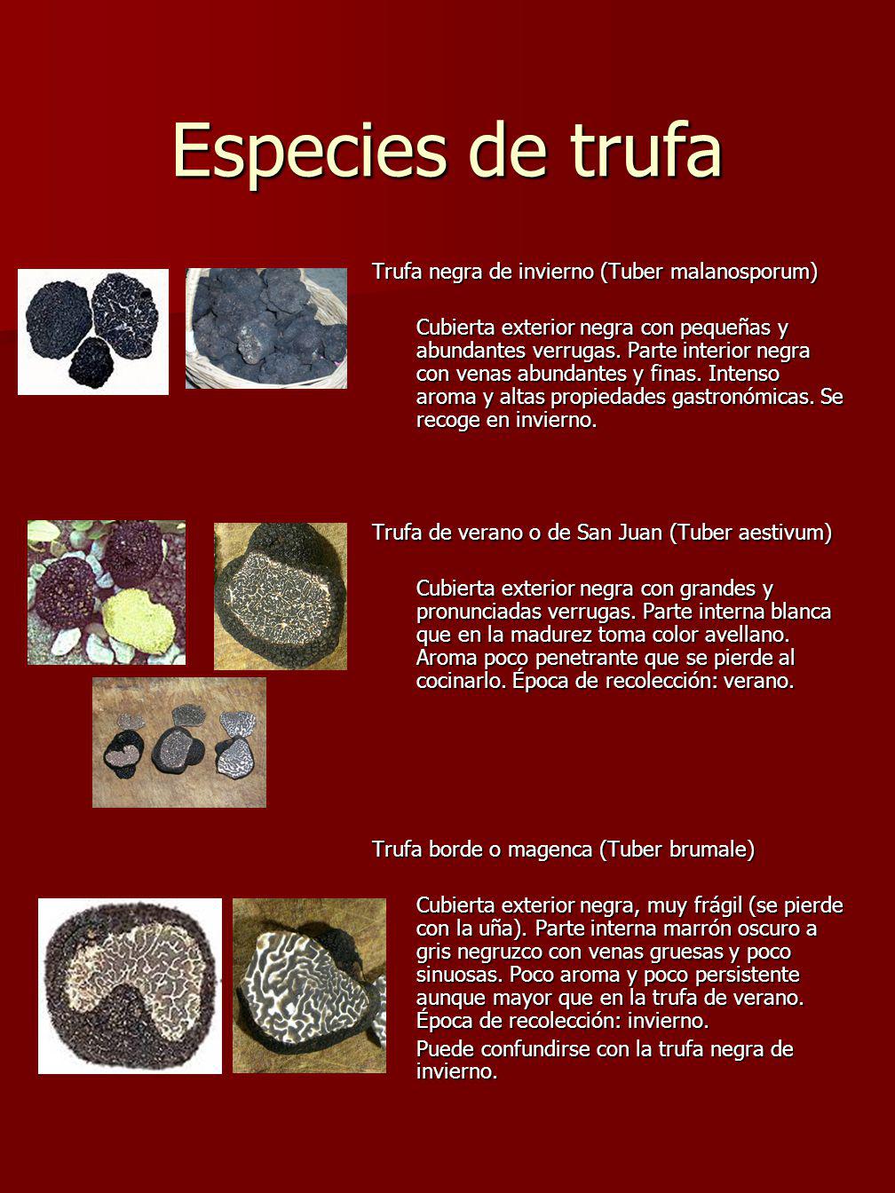Especies de trufa Trufa negra de invierno (Tuber malanosporum)