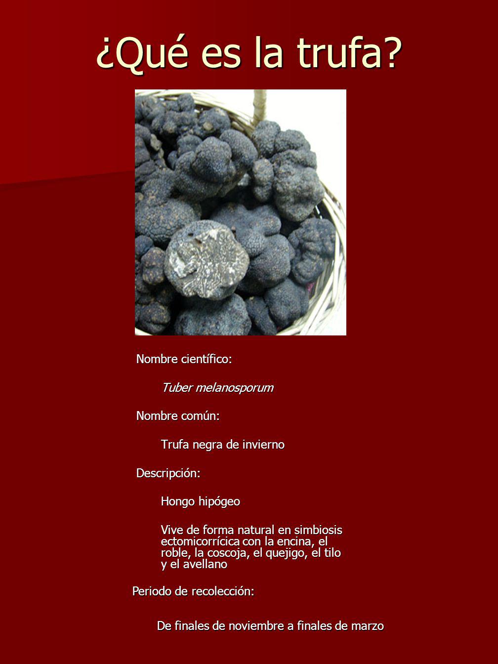 ¿Qué es la trufa Nombre científico: Tuber melanosporum Nombre común: