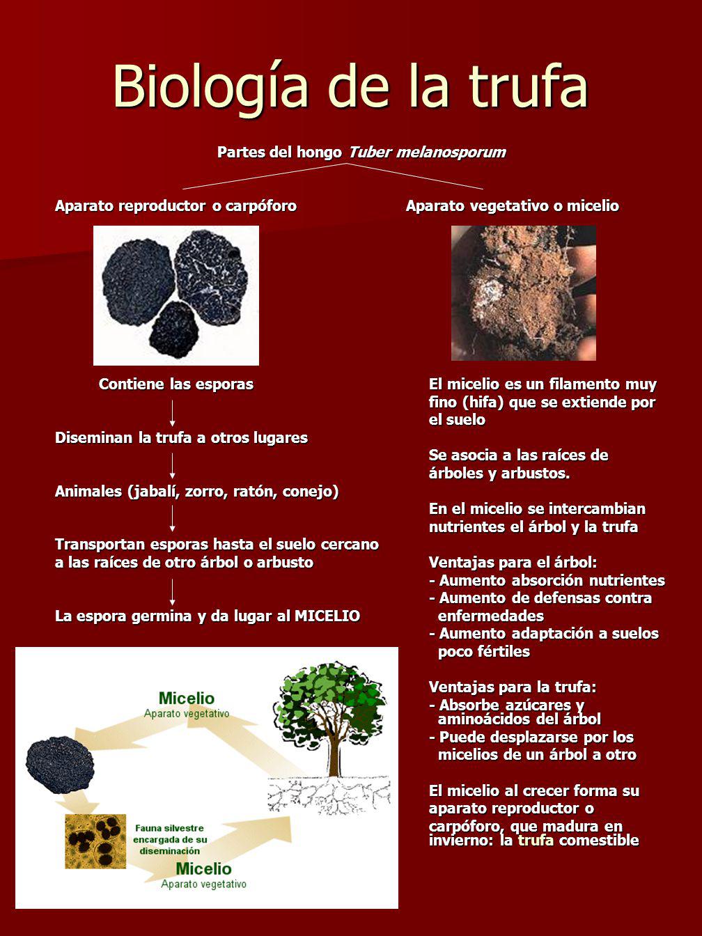 Partes del hongo Tuber melanosporum