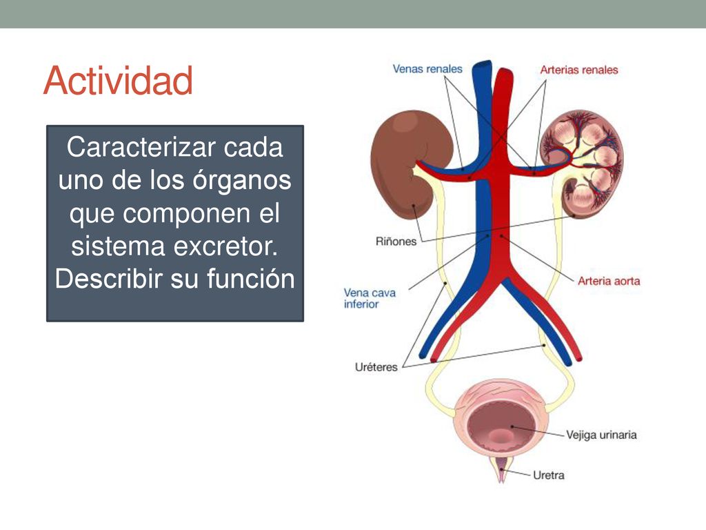 Actividad Caracterizar cada uno de los órganos que componen el sistema excretor.