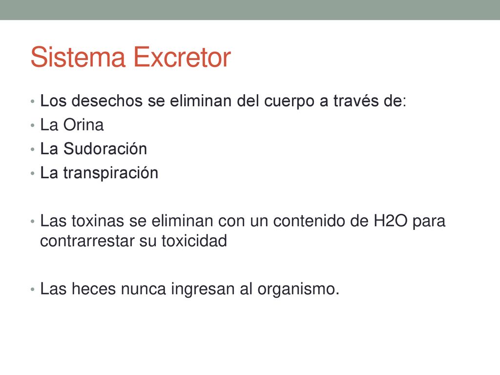 Sistema Excretor Los desechos se eliminan del cuerpo a través de: