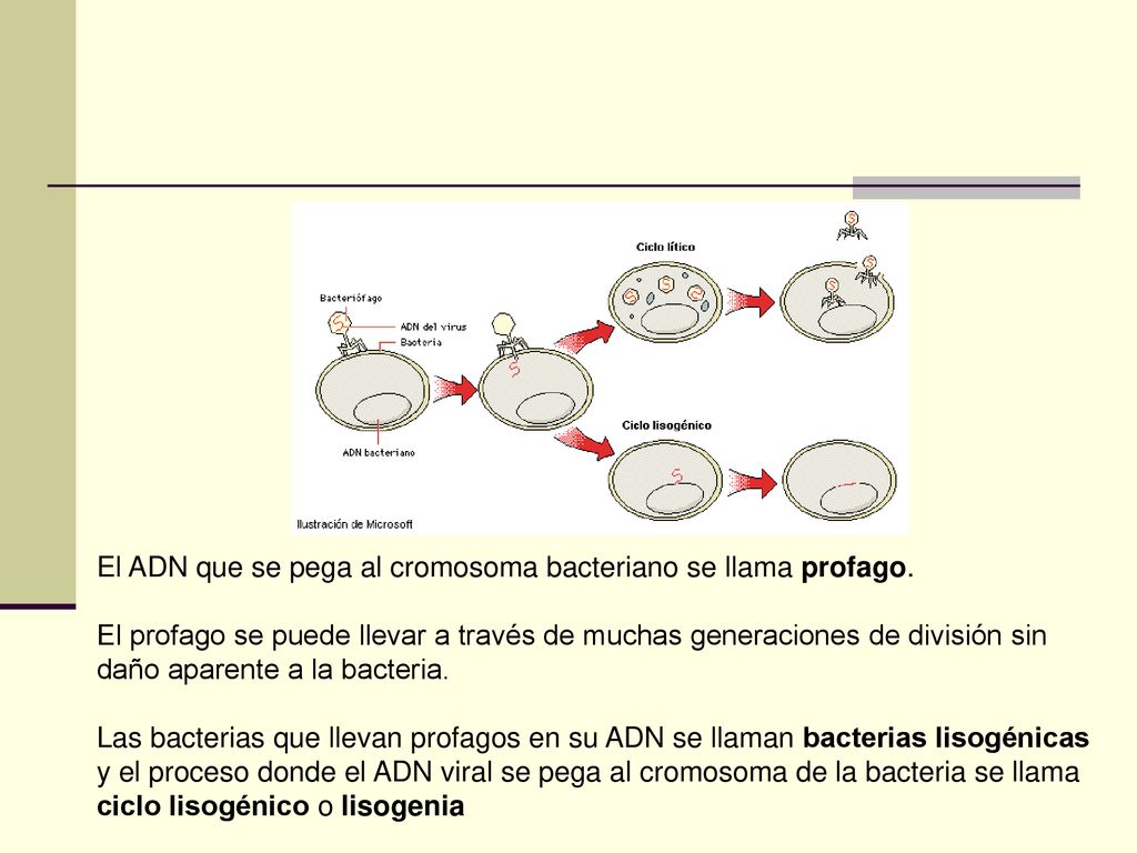 El ADN que se pega al cromosoma bacteriano se llama profago.