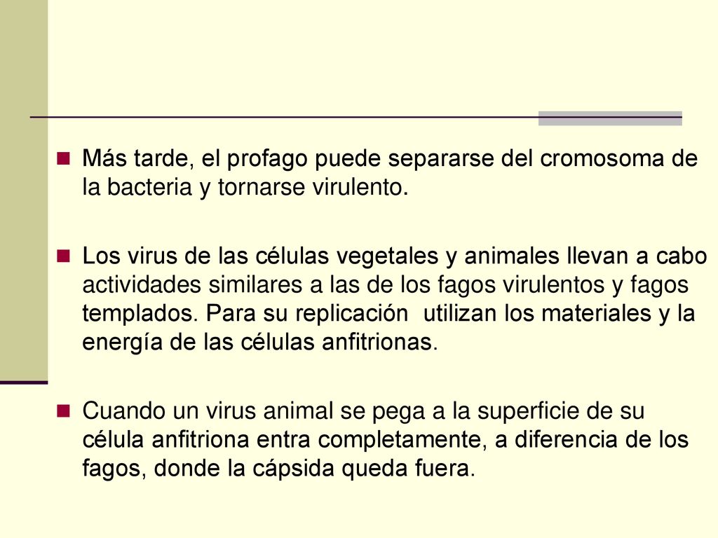 Más tarde, el profago puede separarse del cromosoma de la bacteria y tornarse virulento.