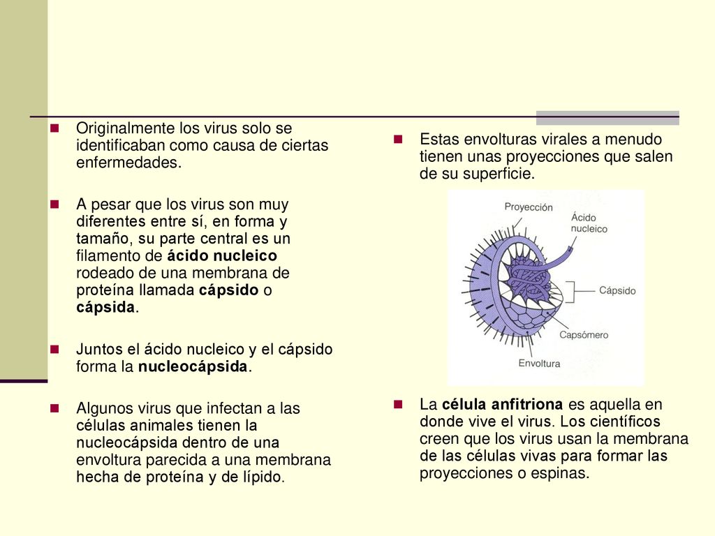 Originalmente los virus solo se identificaban como causa de ciertas enfermedades.