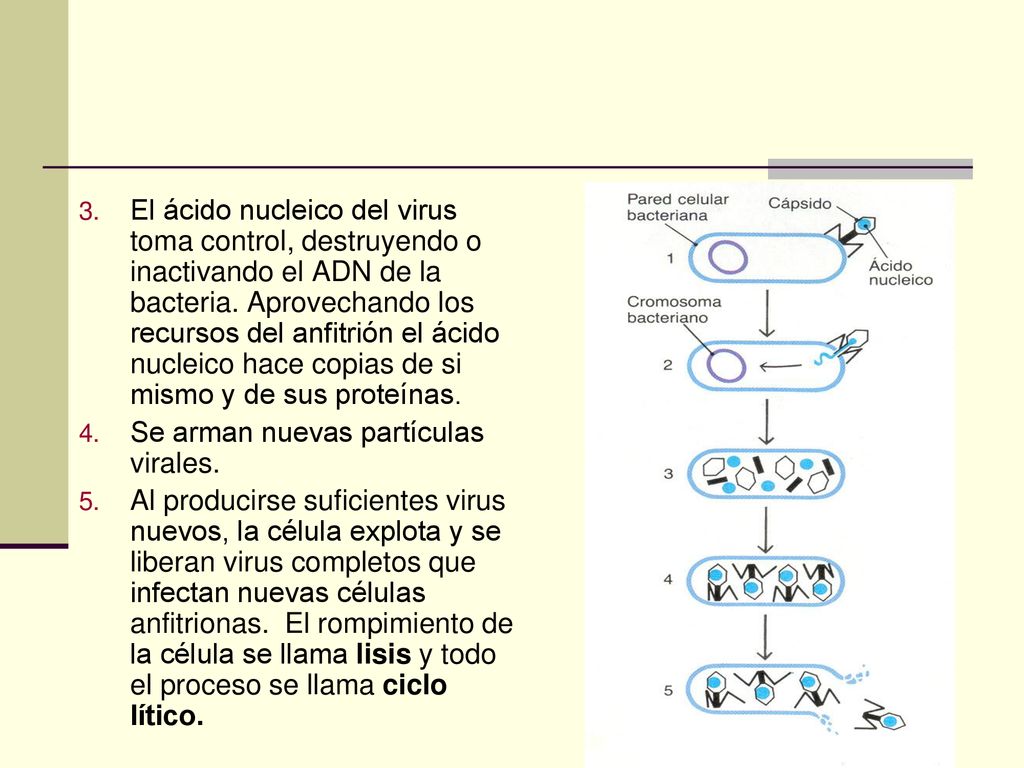 El ácido nucleico del virus toma control, destruyendo o inactivando el ADN de la bacteria. Aprovechando los recursos del anfitrión el ácido nucleico hace copias de si mismo y de sus proteínas.