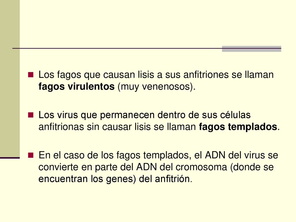 Los fagos que causan lisis a sus anfitriones se llaman fagos virulentos (muy venenosos).