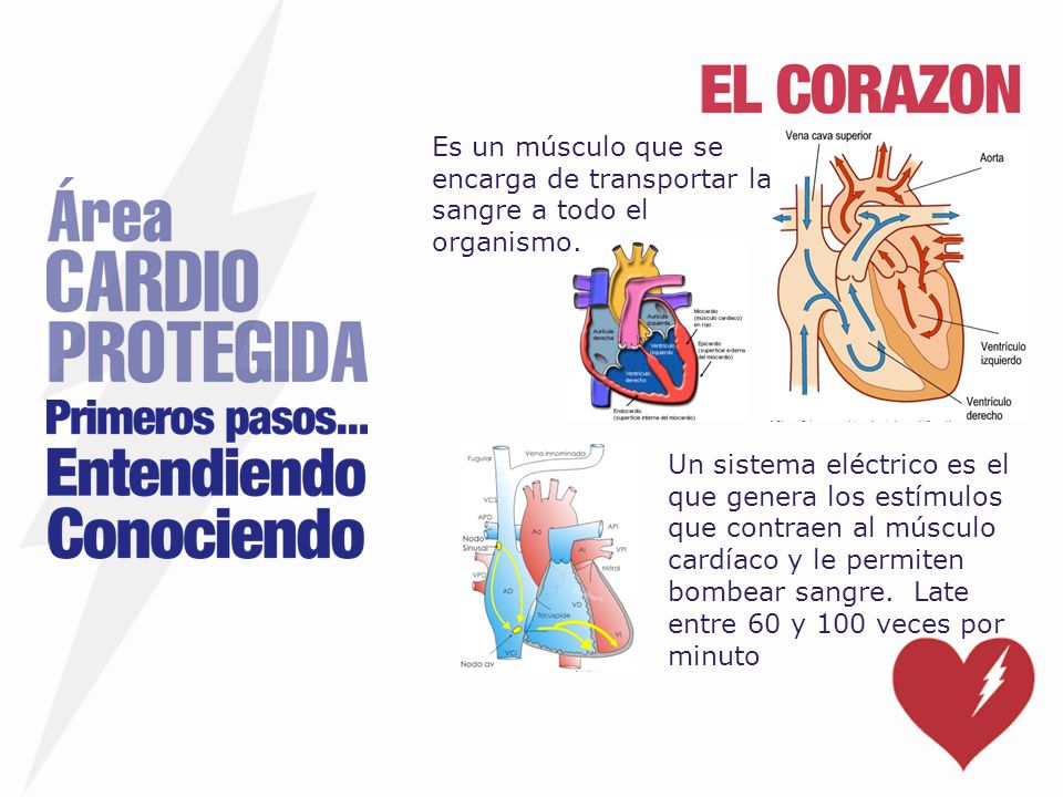 Es un músculo que se encarga de transportar la sangre a todo el organismo.