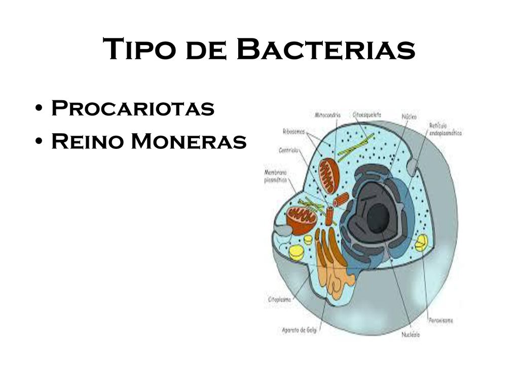 Tipo de Bacterias Procariotas Reino Moneras